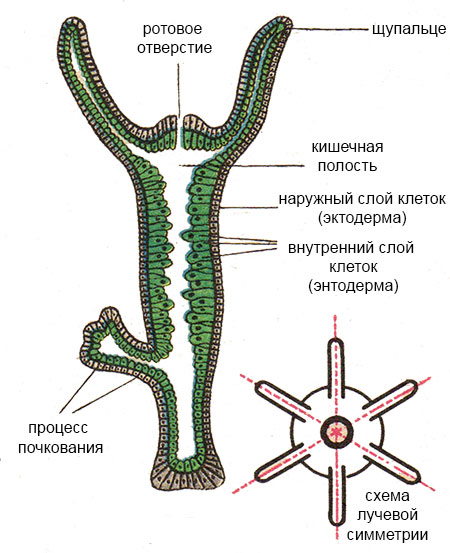 Кракен сайт kr2web