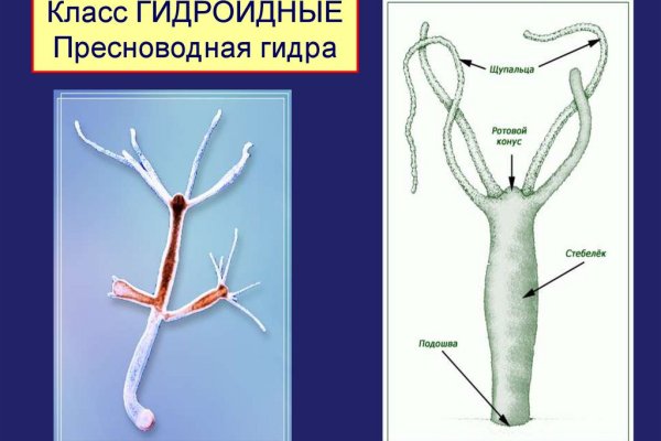 Kraken 12at сайт